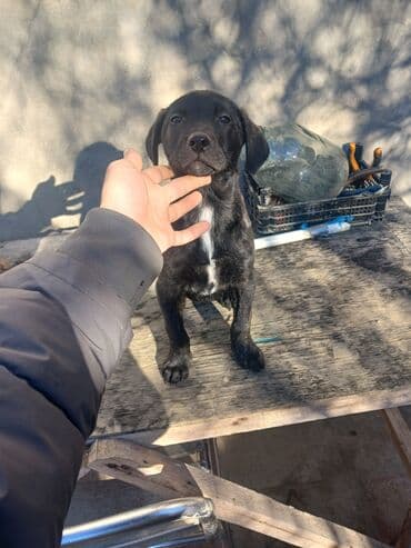 ən gozəl it adları: Kane-Korso, 2 ay, Erkek — 3