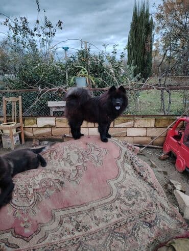 пудель карликовый цена: Чау-чау, 11 месяцев, Самец, Самовывоз — 7
