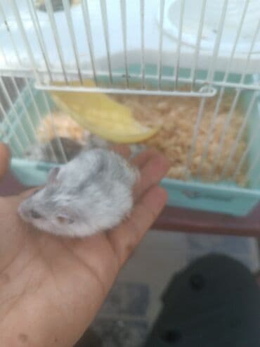 yem cəkən: Balaca boz rəngli cırtdan hamster, ağ rəngli qarın nahiyəsi və tünd — 2