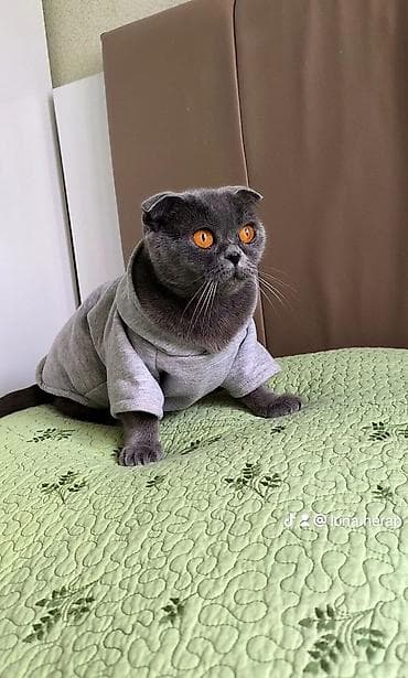 gəlincik heyvan: Pişiklər üçün kapüşonlu sviter - Model: klassik, kapüşonlu, qısa qol — 1