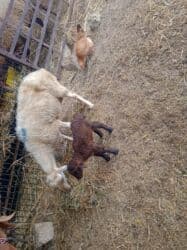 balasına sud verməyən qoyuna nə deyirlər: Dişi, il: 5, 30 kq — 2