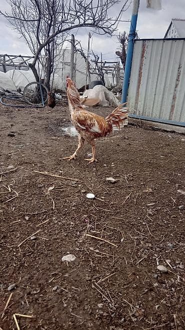 Птицы: Temiz Heyratilar di iki fere bir xoruz pul lazimdi deye satiram — 2