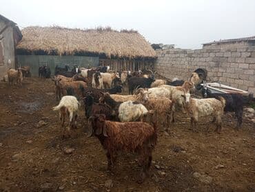 cucə yem qabı: Keçilər satilir — 9