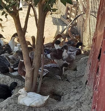 kurt ordek: Səsli ördəklər tam sağlam 6 aylıq lal ördəklədə barter edərəm — 3