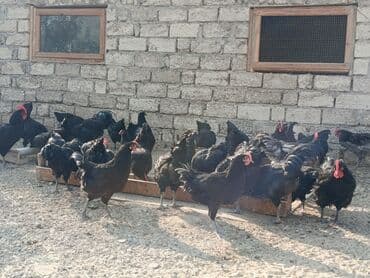 alman coban: Toyuq, Yumurtalıq — 17