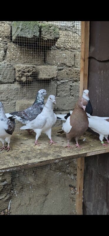 şahin quşunun qiyməti: İran göyərçinləri satılır qiymətlər müxtəlifdi 15 manatdan 50 manata — 5