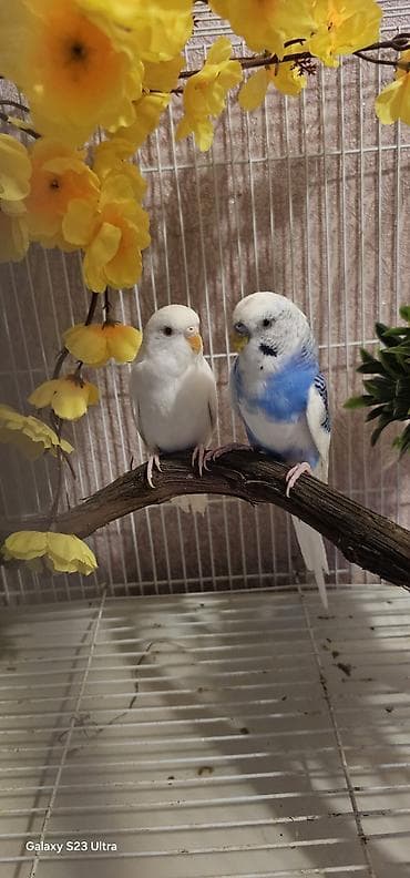 fiser papuqay: Cüt papuqay satılır erkek dişi qəşəng rəngləri var cütü 30 m endirim — 6