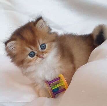 Britan, Dişi, Yaxşı əllərə, Ünvandan götürmə, Ödənişli çatdırılma