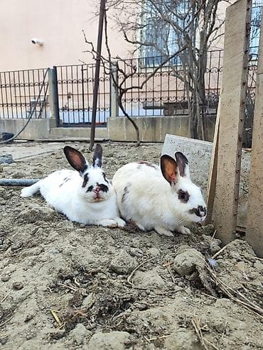 - Məhsul: Ev dovşanları (2 ədəd) - Rəng: Ağ fon üzərində qəhvəyi-qara — 2