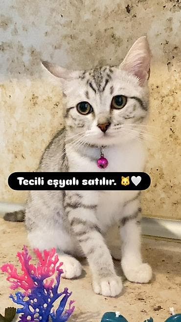 pişik yemi topdan: Tabbi — 1