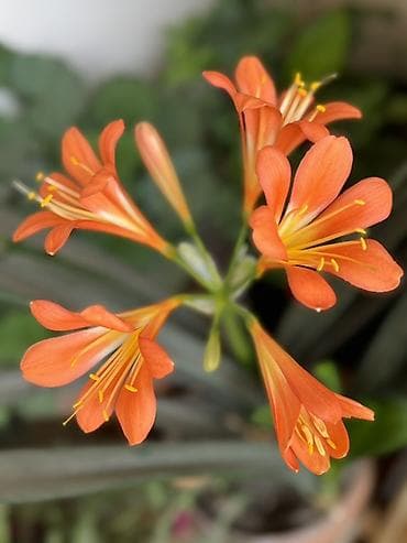 yuxuda yolka agaci: Bitki: Kliviya (Clivia miniata) – narıncı çiçəkli, evdaxili dekorativ — 3
