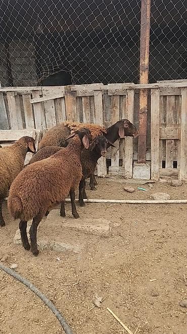 Heyvanlar üçün mallar: Qoyun sürüsü – yerli ətlik/qarışıq istiqamət Məhsul təsviri: - — 2