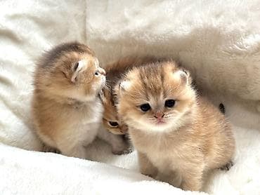 pişik pers: Gold Shinsilla (Baby Face) 30 gunluk Balalar Fikri ciddi olan narahat — 3