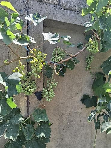 bine sovxoz evler: 12 sot, Mülkiyyətçi, Kupça (Çıxarış) — 9