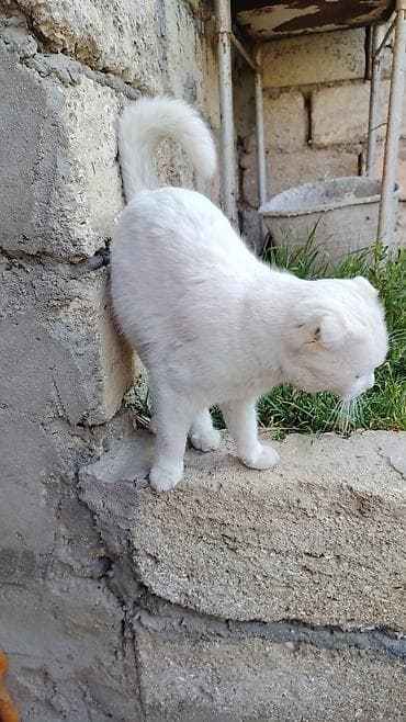 satiliq pisikler: Şotland, Dişi — 7