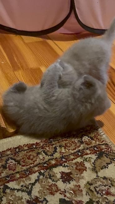 Şotland yastı qulaq