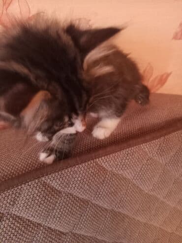 Daraq panellər: Tabbi, Yaxşı əllərə — 4