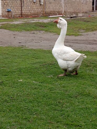 Lexus: Martda 2 yaşı olacaq əla bala verib dişisi yoxdur deyə satıram tam m — 1