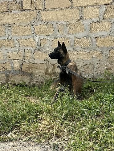 balaca tuklu itler: Belçika çoban iti, 2 il, Dişi — 8