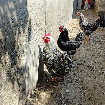 cins toyuqlar: Xarkov xoruzu 7aylığ tam sağlam — 2