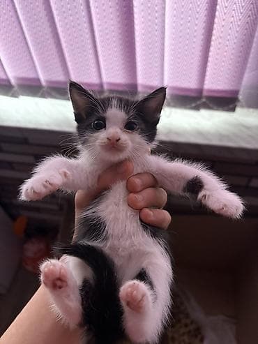 etibarli ellere pisik verirem: Salam 2dənə pişiy etibarli şəxslərə verilir 1 düz qulaq biri əyri — 3