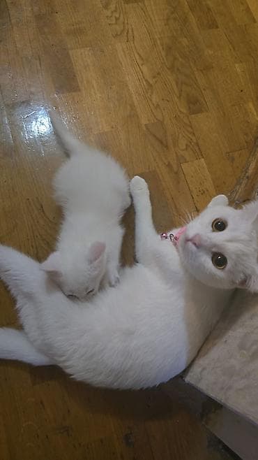 котята в добрые руки: Табби, В добрые руки — 8