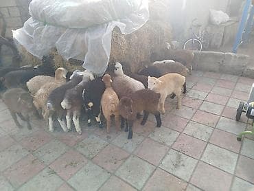 qoyun quzu satilir: Satlıq quzu sürüsü 16 quzudu erkek dişi qatisiq - Şəkillərdə müxtəlif — 1