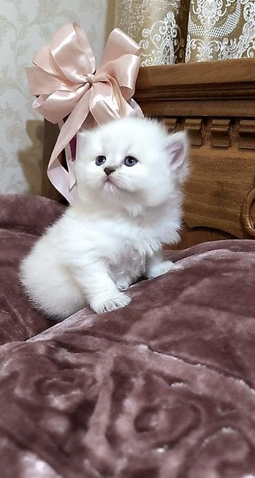 pers pisiyi satilir: Şotland uzun tüklü — 4