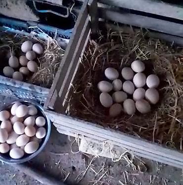 cuce satilir: Куриные цыплята, Для разведения — 6