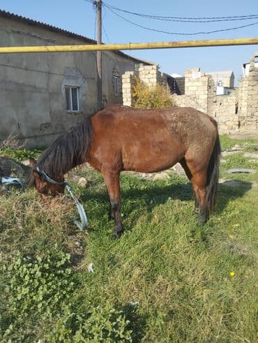 sudluk inekler satışı: Yük və kənd təsərrüfatı işləri üçün at - Rəng: qəhvəyi - Boy: orta - — 9