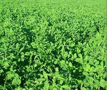 it satisi 2020: Yonca (Medicago sativa) – yaşıl yem/ot Yonca otu satılır. 1 bağlama 4 — 1