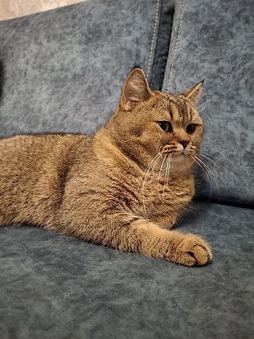 pişik geyim: Şotland, Erkək, Yaxşı əllərə, Ünvandan götürmə — 6