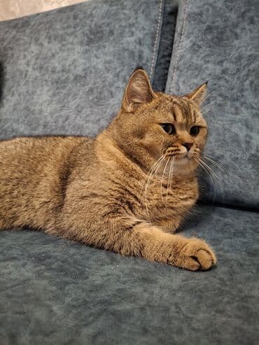 мейн кун купить в баку: Британская, Самец, Для вязки — 1