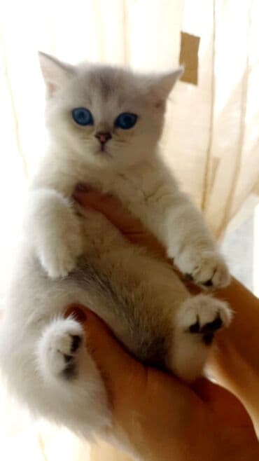 pisik şotlant: Britan, Erkək, Dişi, Yaxşı əllərə, Ünvandan götürmə — 3