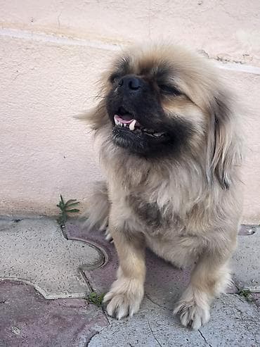 pudel balası: Pekines — 3