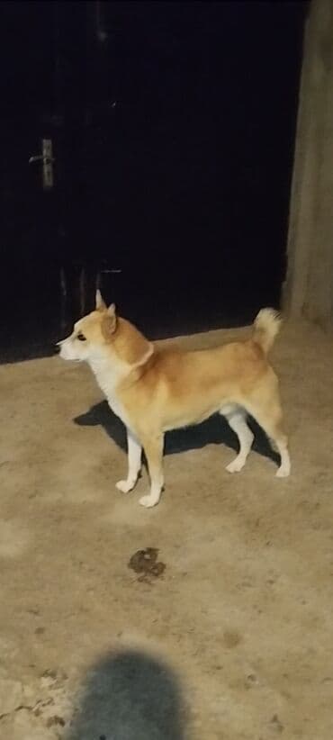 itlərin cütləşmə vaxtı: 3 ay, Cütləşmə üçün — 1