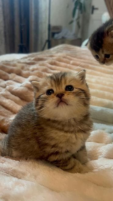 pisik almaq: Britan — 4