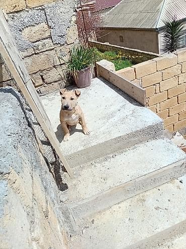 afcarka satilir: Salam Pitbul terier və bull terier balası qarışıq bala satılır — 2
