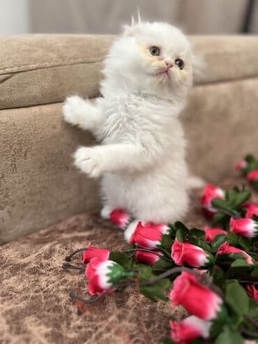 pişik geyimi: Şotland, Erkək, Dişi, Yaxşı əllərə, Ünvandan götürmə, Ödənişli çatdırılma, Rayonlara çatdırılma — 9