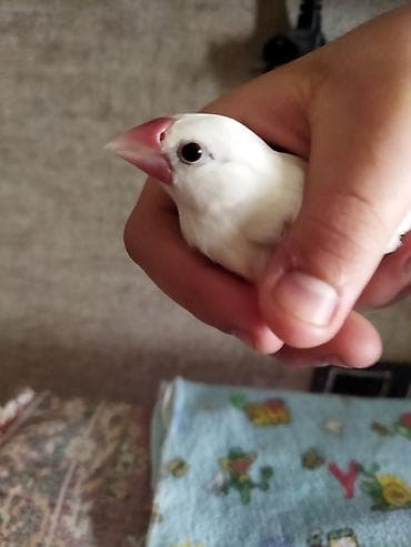 Salam təcili satilir pul lazmid deye cut 1 dəfə yumurtalayiblar alanda — 9