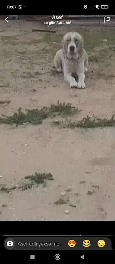 ev heyvanlar: Alman çoban iti, 1 il, Dişi — 6