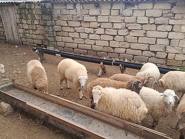 dorper qoyunu satilir: Qurbanlıq quzu satılır! — 2