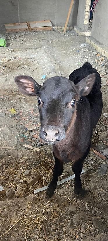 Dana, buzov, Dişi, Simental, ay: 3, Damazlıq, Ünvandan götürmə