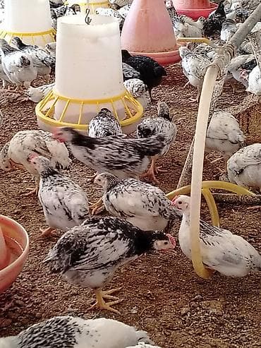 Toyuq cücələri, Ətlik