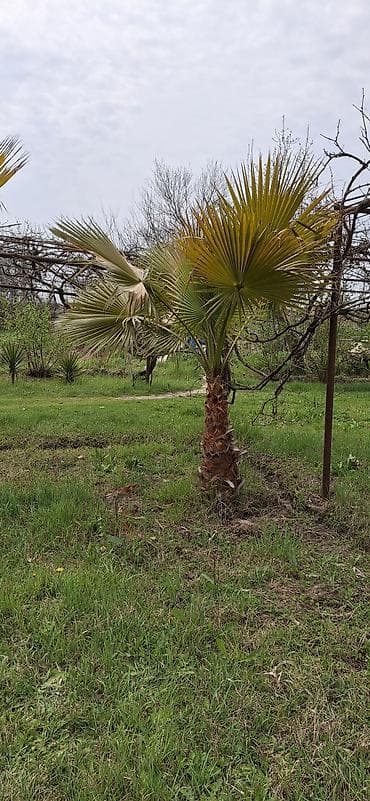 ev bitkiləri: Məhsul: Dekorativ palma ağacları (fan tipli yarpaqlı) ünvan sabirabad — 3