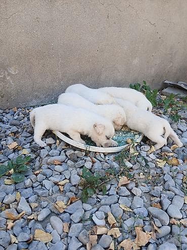 pidbul balasi: 1 ay, Erkek, Ünvandan götürmə, Ödənişli çatdırılma, Rayonlara çatdırılma — 2