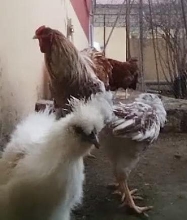 donuz satilir: Modern Qeym 3 Fərə Ve ponpon toyuq xoruz fərə cücə hersey var Ancaq — 1