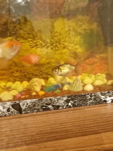 Qızıl balıq, Sülhsevər