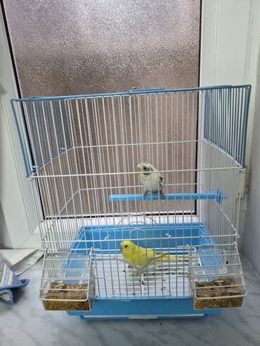 pomeranian spitz satisi: Popuqay 2 eded Dünen alinib. Qefeside yenidir Uşaq ders oxumadigi — 5