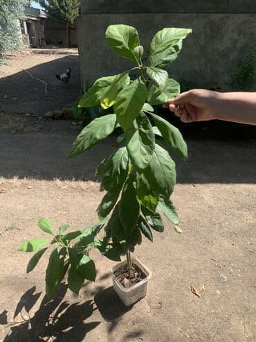 пластик трубалар: Avokado fidanı - Növ: Avokado (Persea americana) – iri, parlaq yaşıl — 1